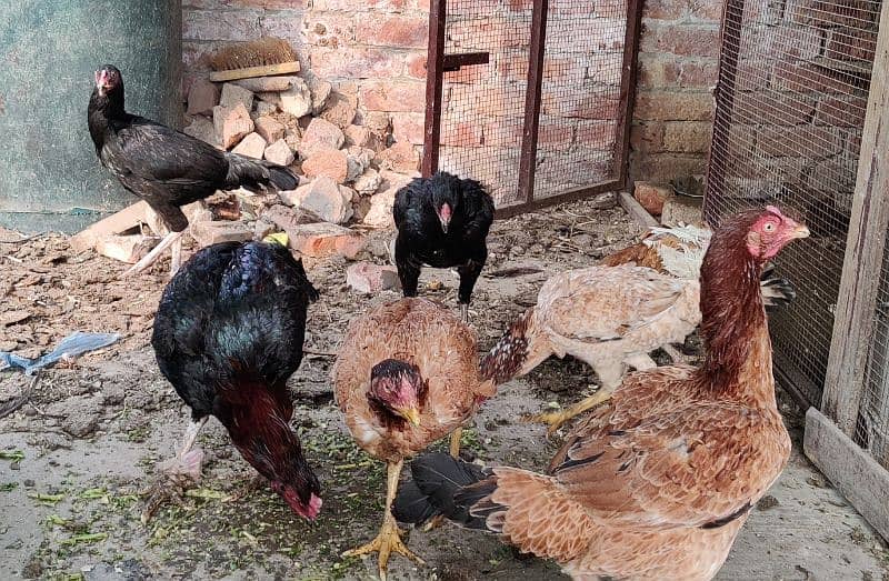 mianwali, lasani aseel hens available for sale. all breeders eggs lyng 4