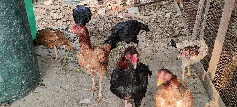 mianwali, lasani aseel hens available for sale. all breeders eggs lyng 5