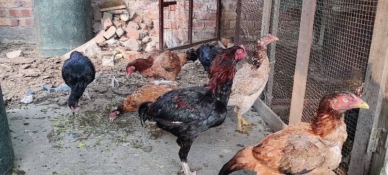 mianwali, lasani aseel hens available for sale. all breeders eggs lyng 6