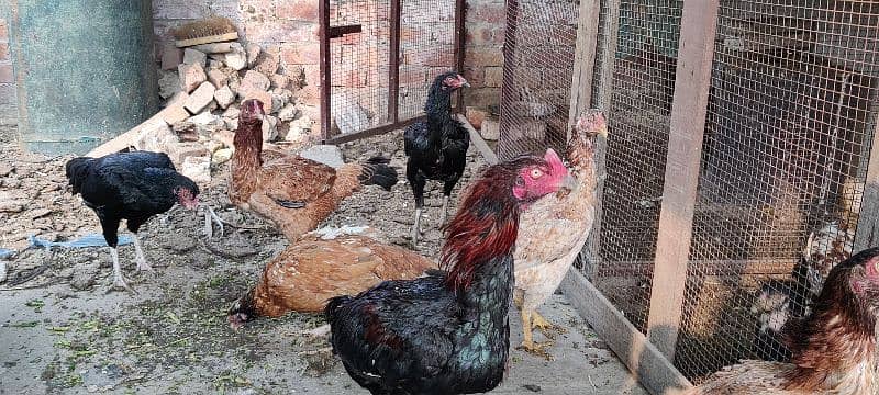 mianwali, lasani aseel hens available for sale. all breeders eggs lyng 7