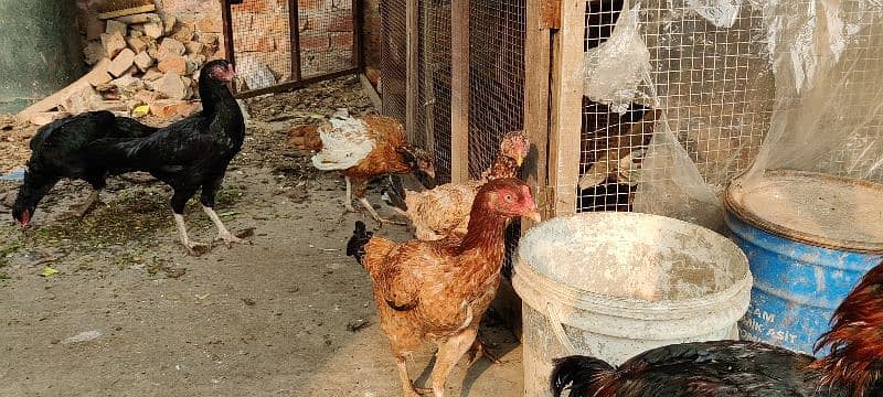 mianwali, lasani aseel hens available for sale. all breeders eggs lyng 8