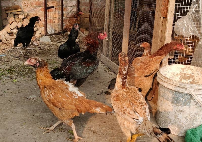 mianwali, lasani aseel hens available for sale. all breeders eggs lyng 9