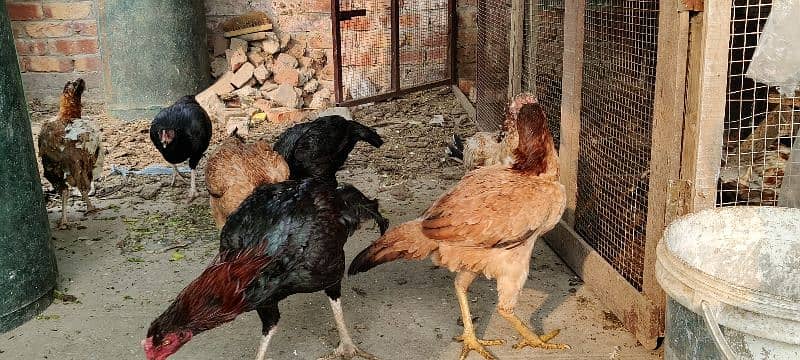 mianwali, lasani aseel hens available for sale. all breeders eggs lyng 10