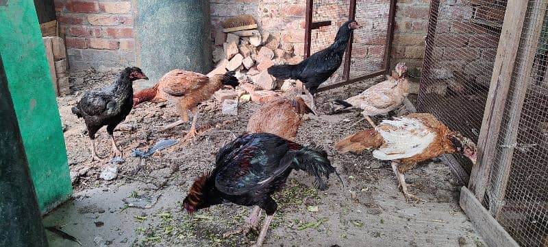 mianwali, lasani aseel hens available for sale. all breeders eggs lyng 11