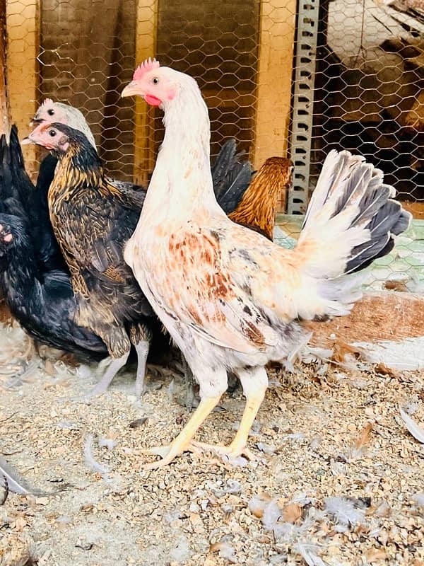 golden misri | Desi  fresh hens 2