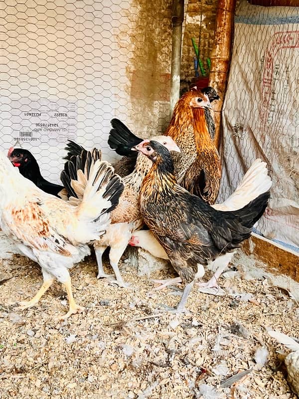 golden misri | Desi  fresh hens 5