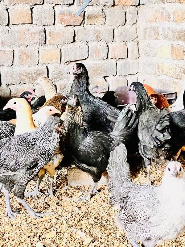 golden misri | Desi  fresh hens 10