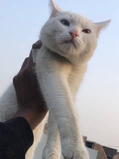 double eye male white cat