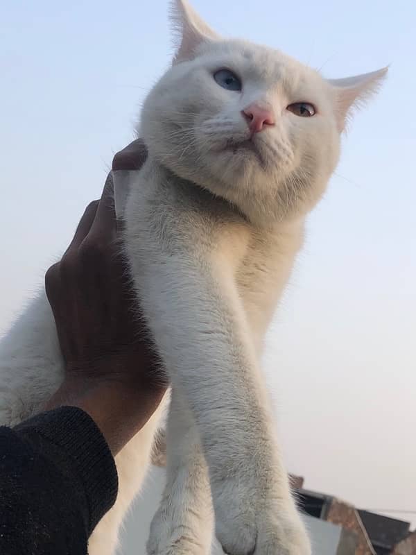 double eye male white cat 0