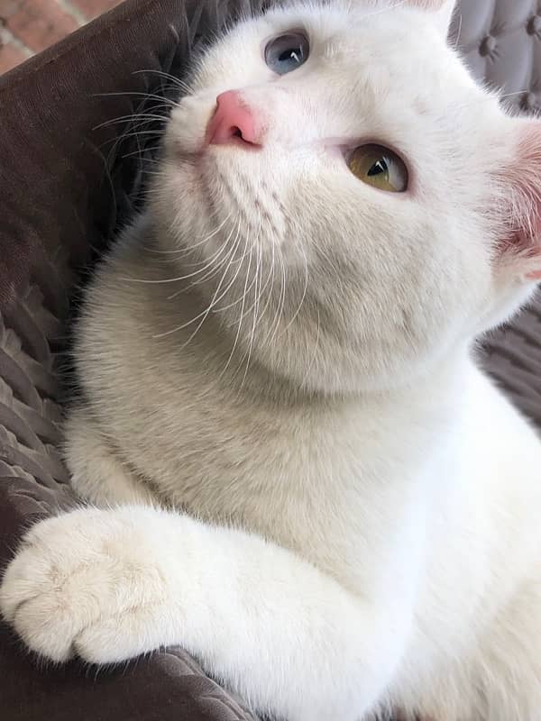 double eye male white cat 1