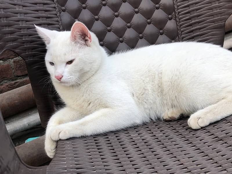 double eye male white cat 2