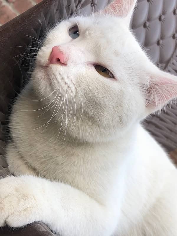 double eye male white cat 3