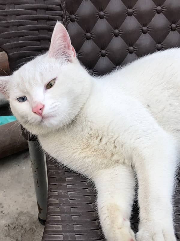 double eye male white cat 4