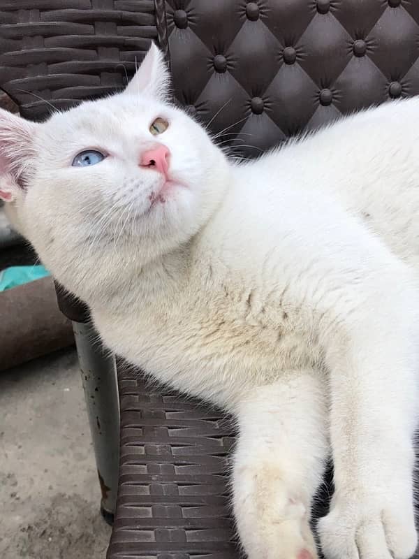 double eye male white cat 5