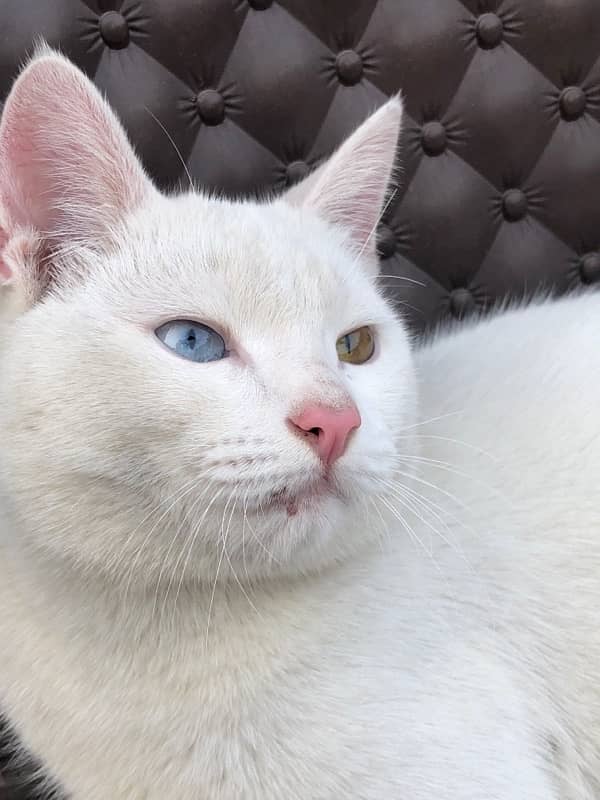 double eye male white cat 6