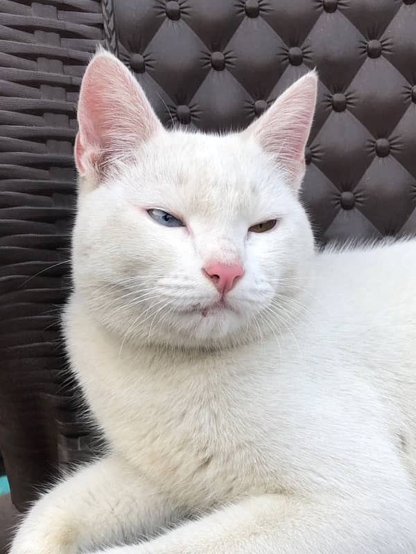 double eye male white cat 7