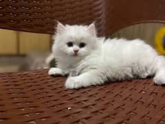 2 Triple Coat punch face kittens with mother for sale