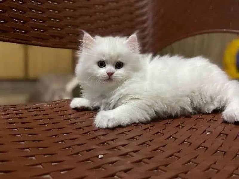 2 Triple Coat punch face kittens with mother for sale 0