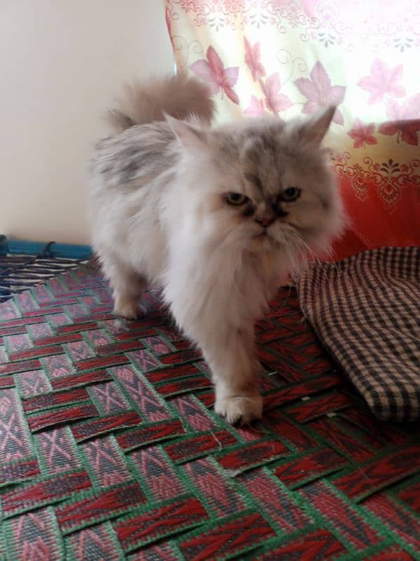 Persian female cat punch face 3