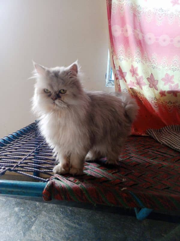 Persian female cat punch face 6