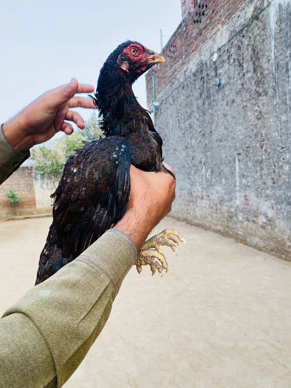 Mianwali Aseel Female 9