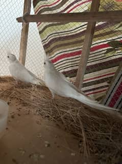 INO Cockatiel breeder pair for sale healthy and active