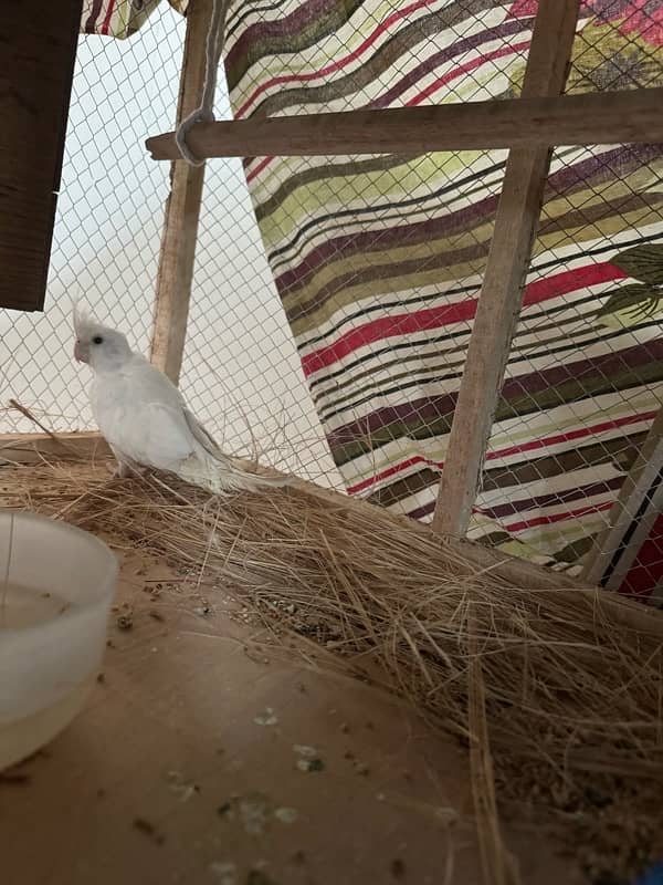 INO Cockatiel breeder pair for sale healthy and active 1