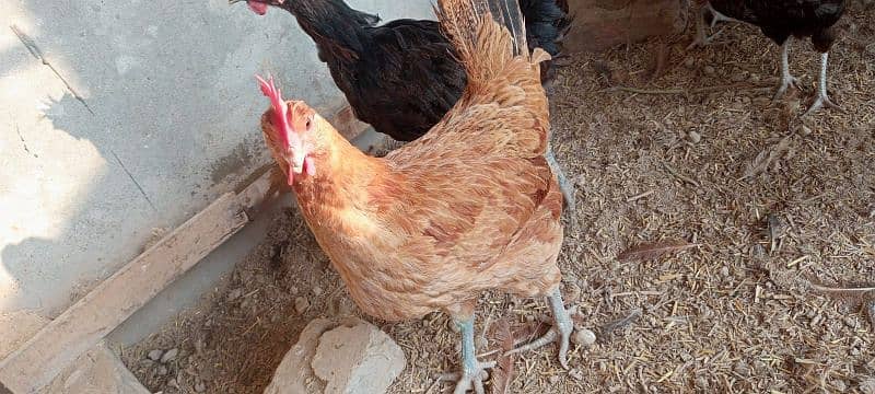 desi hens egg laying 4