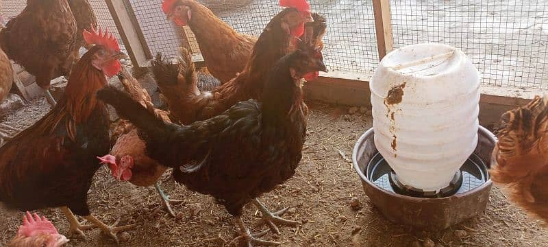 desi hens egg laying 5