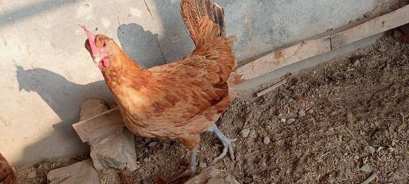 desi hens egg laying 6