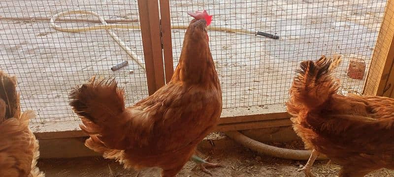 desi hens egg laying 7