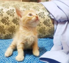 Persian Kittens Triple Coated Healthy and active