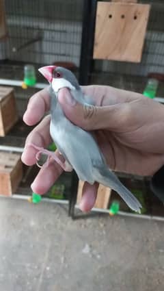 silver java breeder male fertile jumbo size