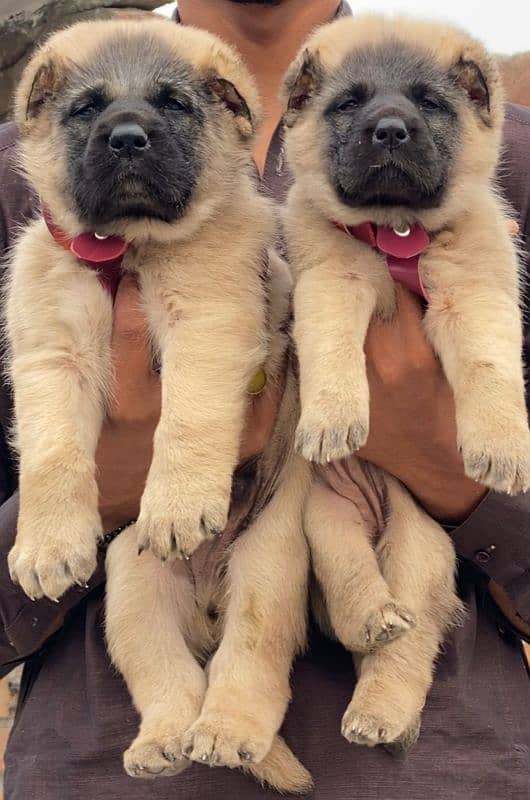 Kurdish Kangal security dog 2 month pair for sale heavy bone 0