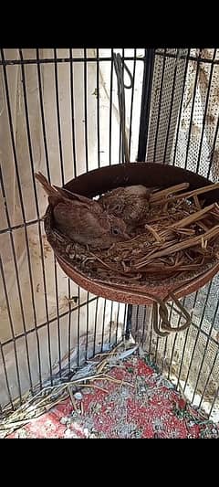 dove breeder pair with 2chicks forsell