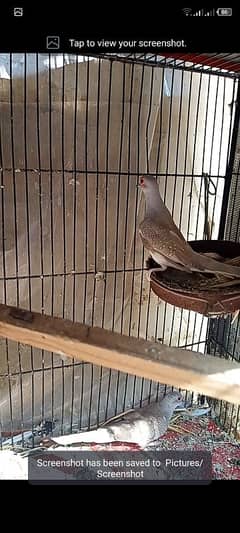 red dove breeder pair with 2chicks forsell