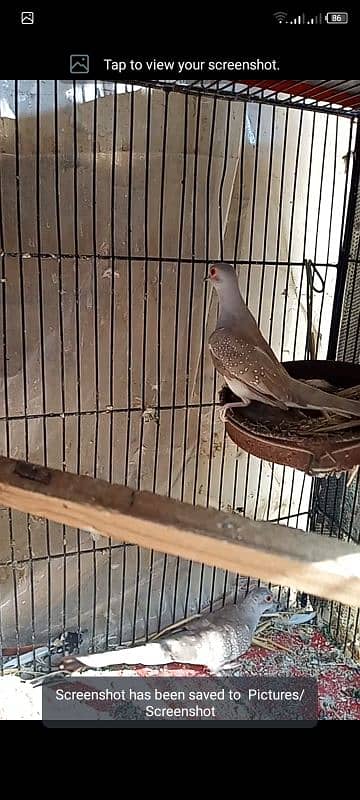 red dove breeder pair with 2chicks forsell 0