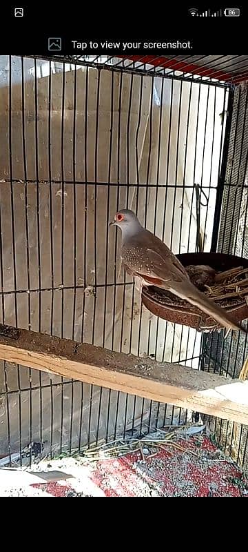 red dove breeder pair with 2chicks forsell 1