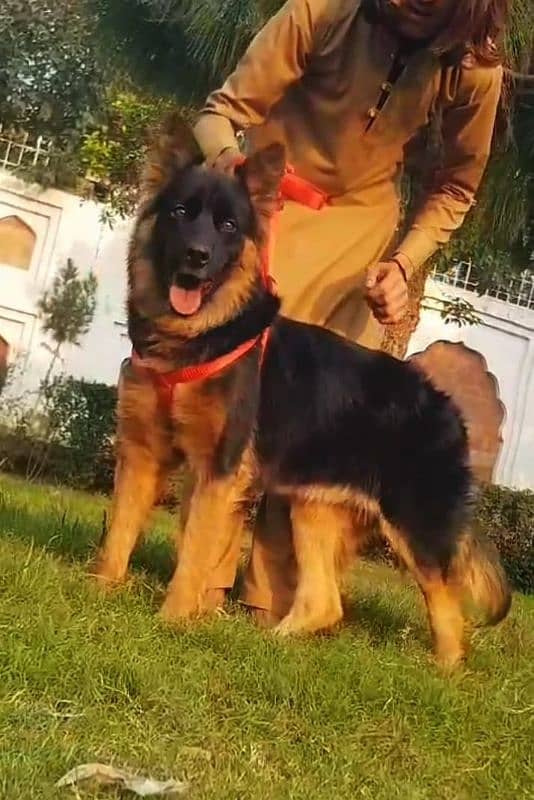 German shepherd female available for sale 0