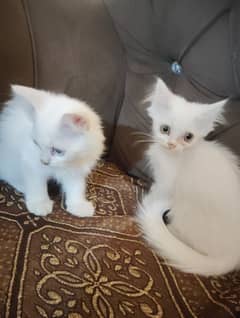 Persian triple coated kitten's for sale