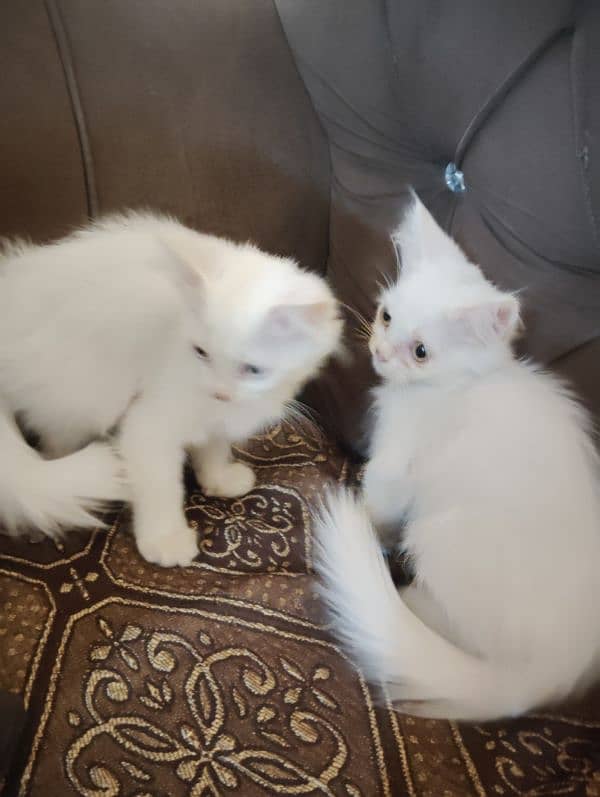 Persian triple coated kitten's for sale 1