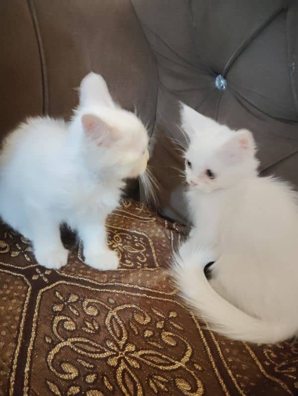 Persian triple coated kitten's for sale 2