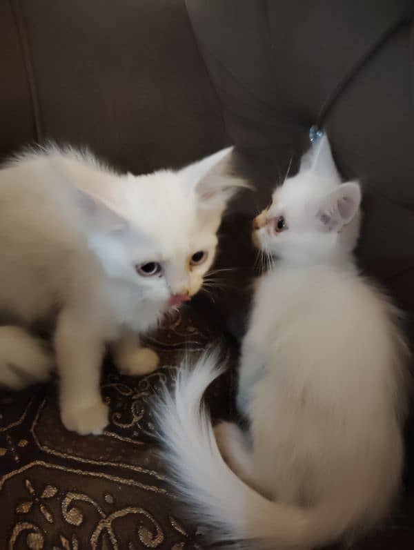 Persian triple coated kitten's for sale 3