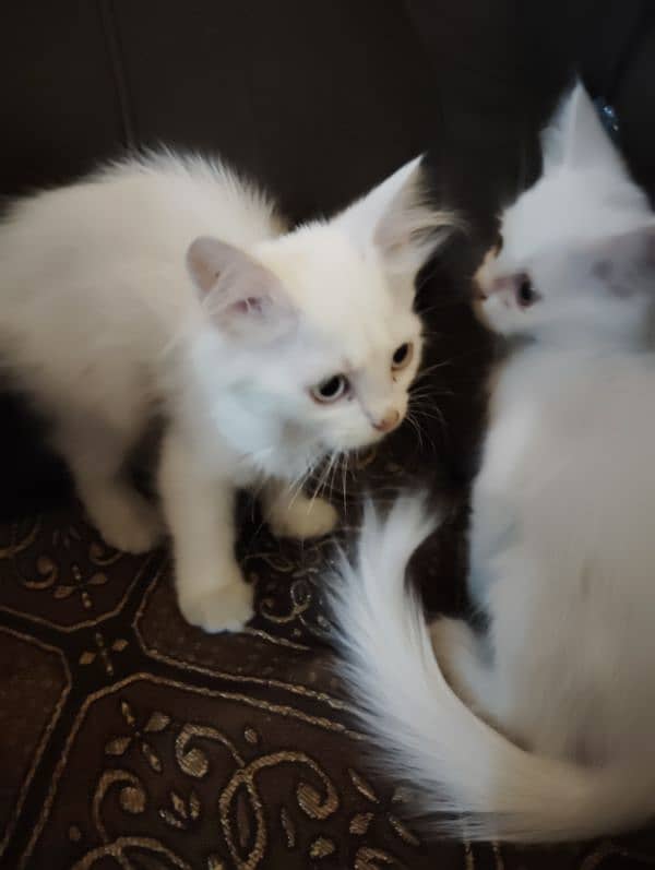 Persian triple coated kitten's for sale 4