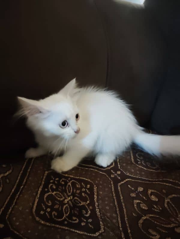 Persian triple coated kitten's for sale 5