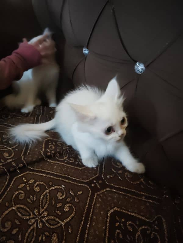 Persian triple coated kitten's for sale 6