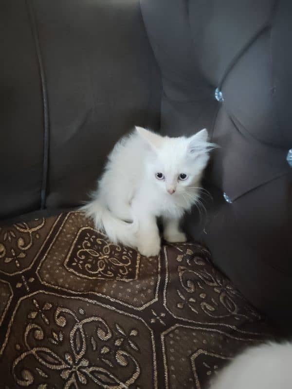 Persian triple coated kitten's for sale 7