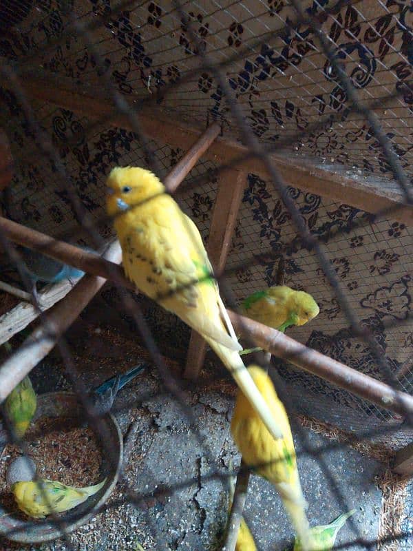 Australian budgies for sale 0