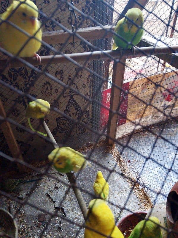 Australian budgies for sale 1