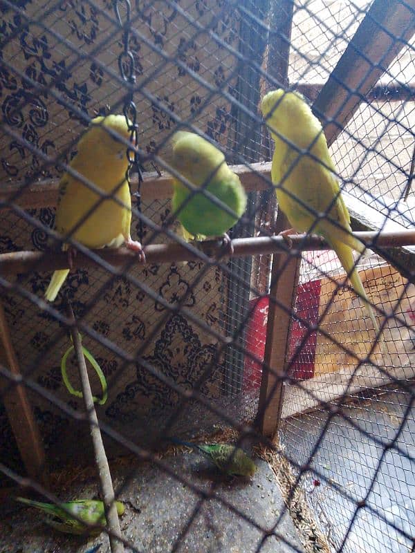 Australian budgies for sale 2